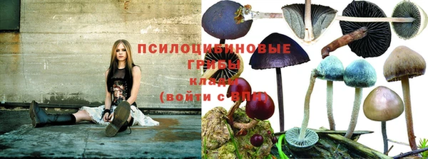 прущие грибы Баксан