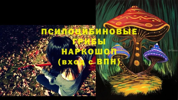 прущие грибы Баксан
